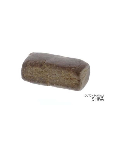 Dutch Manali Shiva - 100% Assuré