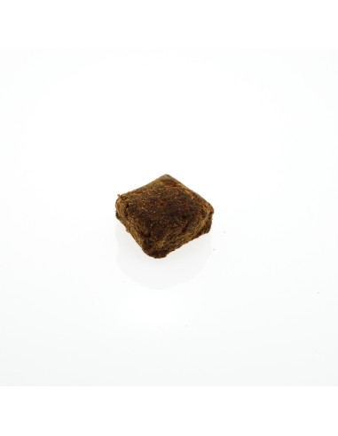 Dutch Manali Shiva -100% Versichert