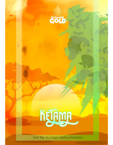 Alchemist Gold - Ketama -100% Versichert