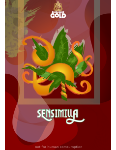 Alchemist Gold - Sinsemilla -100% Versichert
